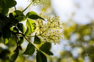 bodzaszörp az Emlékek Íze konyhájából