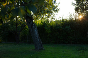 mákos kifli családi recept alapján az Emlékek Íze konyhájából www.emlekekize.hu