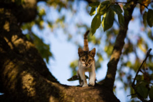 családunk új tagja, Gata www.emlekekize.hu