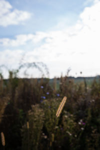 a késő nyár esszenciája, levesízesítő az Emlékek Íze konyhájából www.emlekekize.hu