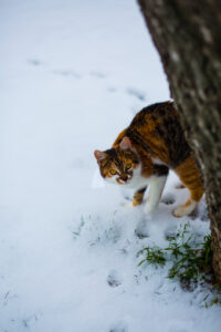 fűszeres linzer karácsonyfa az Emlékek Íze vidéki konyhájából /spicy linzer Christmas tree from the Taste of Memories Hungarian country kitchen www.tasteofmemories.com