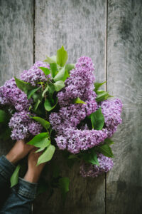 orgonaszörp az Emlékek Íze konyhájából www.emlekekize.hu / lilac syrup from the Taste of Memories Hungarian country kitchen www.tasteofmemories.com